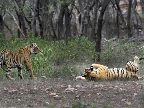 As tiger count grows, India’s Indigenous demand land rights